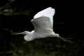 Большая белая цапля фото (Ardea alba) - изображение №221 onbird.ru.<br>Источник: www.jrcompton.com